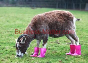 New Discovery: Goats can learn faster than you think!