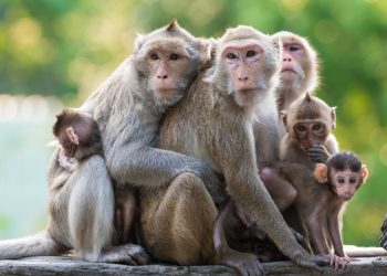 Interesting African story on how the stock market works