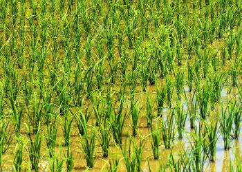 This 36-year-old journalist owns the 2nd largest rice farm in Nigeria